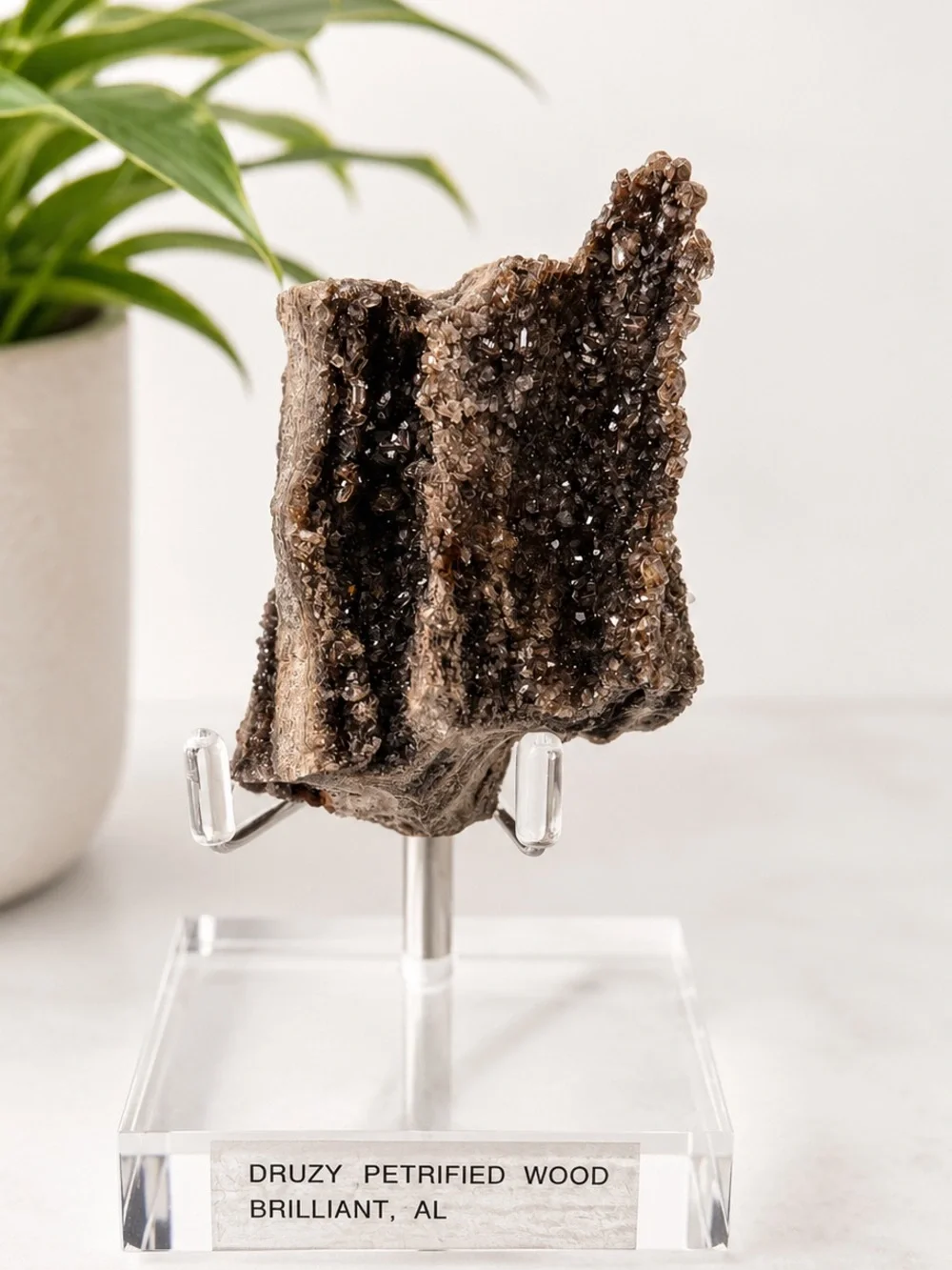 Petrified Wood Druzy Display - Brown Sparkling Crystal Brilliant Alabama